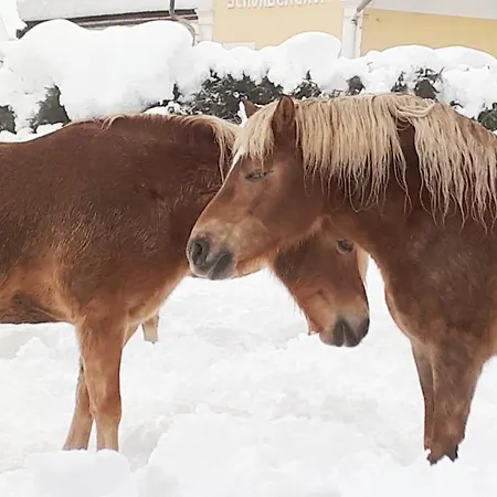 Knaller Der Reiterbauernhof Διαμέρισμα