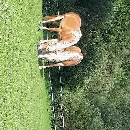 Knaller Der Reiterbauernhof *