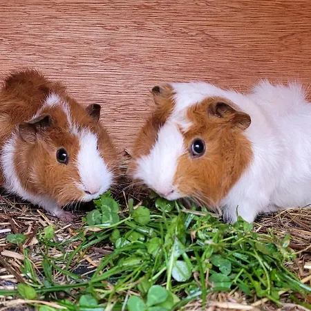 Knaller Der Reiterbauernhof *