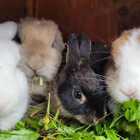 Knaller Der Reiterbauernhof