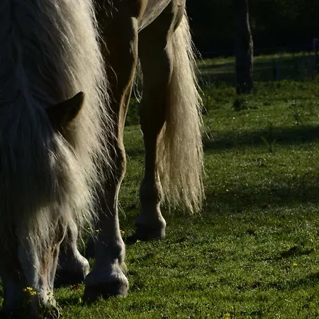 Διαμέρισμα Knaller Der Reiterbauernhof *