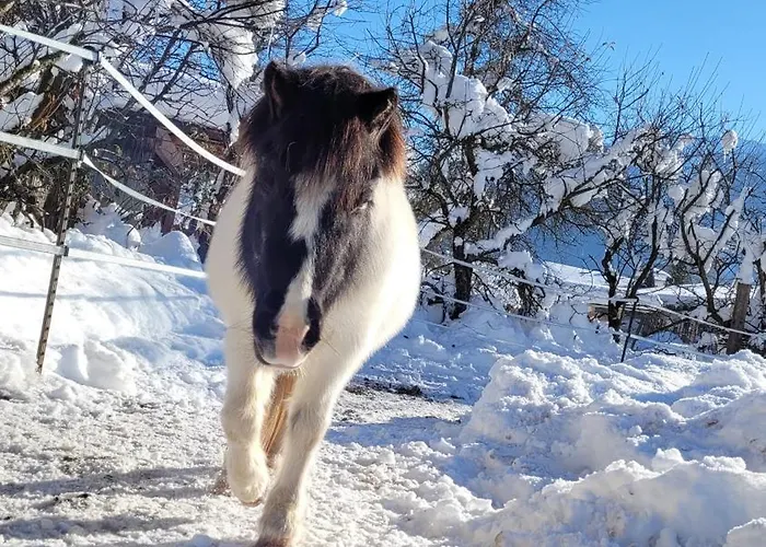 Knaller Der Reiterbauernhof Reisach