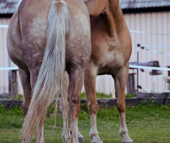 Knaller Der Reiterbauernhof Apartment *